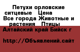 Петухи орловские ситцевые › Цена ­ 1 000 - Все города Животные и растения » Птицы   . Алтайский край,Бийск г.